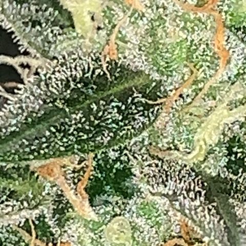 Brata Kauc growlog timeline photo
