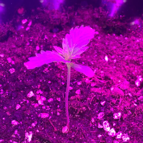 Pepsi pa Cockta growlog timeline photo