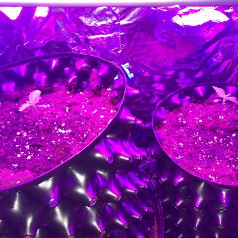 Pepsi pa Cockta growlog timeline photo