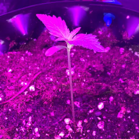Pepsi pa Cockta growlog timeline photo