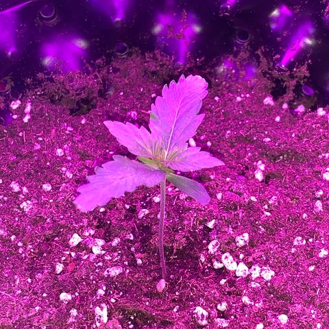 Pepsi pa Cockta growlog timeline photo