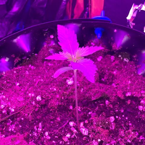 Pepsi pa Cockta growlog timeline photo