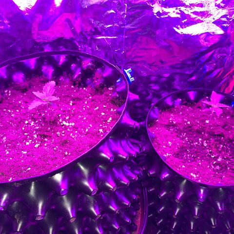 Pepsi pa Cockta growlog timeline photo