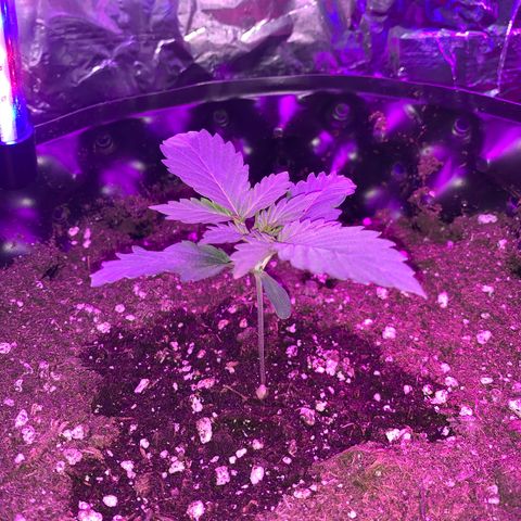 Pepsi pa Cockta growlog timeline photo