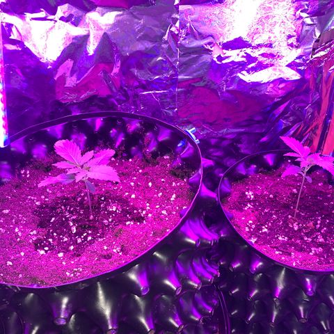 Pepsi pa Cockta growlog timeline photo