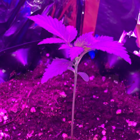 Pepsi pa Cockta growlog timeline photo