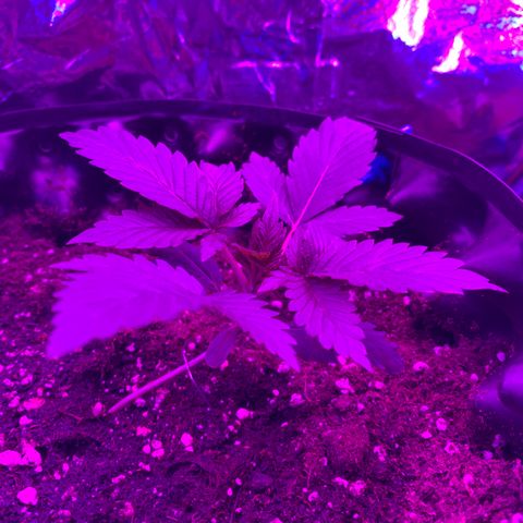 Pepsi pa Cockta growlog timeline photo