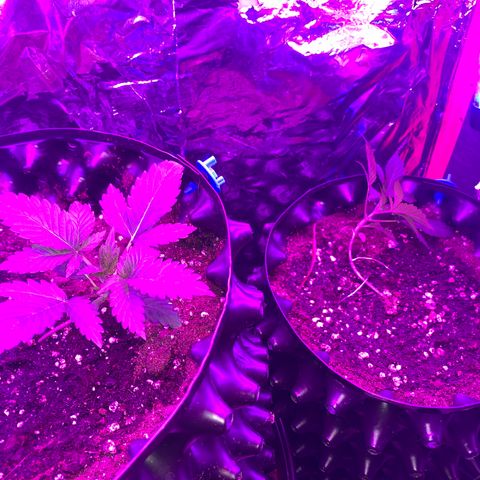 Pepsi pa Cockta growlog timeline photo