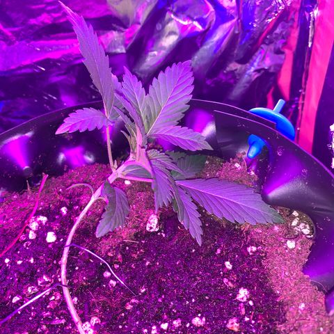 Pepsi pa Cockta growlog timeline photo