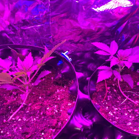 Pepsi pa Cockta growlog timeline photo