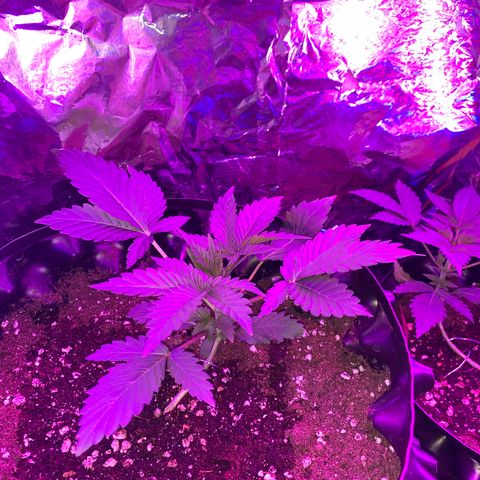Pepsi pa Cockta growlog timeline photo