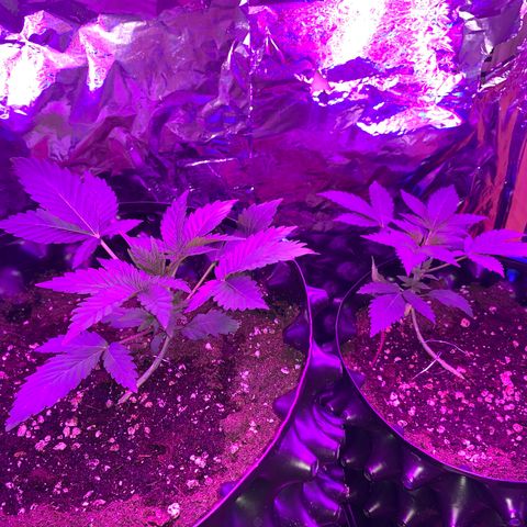 Pepsi pa Cockta growlog timeline photo