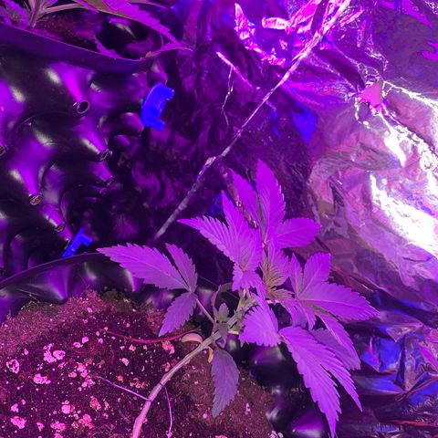 Pepsi pa Cockta growlog timeline photo