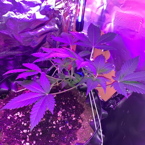 Pepsi pa Cockta growlog timeline photo