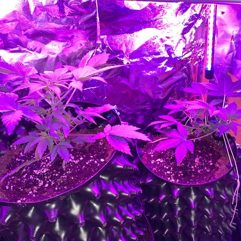 Pepsi pa Cockta growlog timeline photo