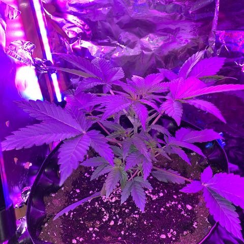 Pepsi pa Cockta growlog timeline photo