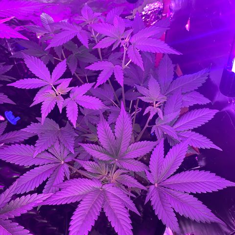Pepsi pa Cockta growlog timeline photo