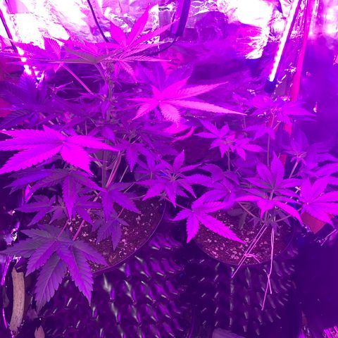 Pepsi pa Cockta growlog timeline photo