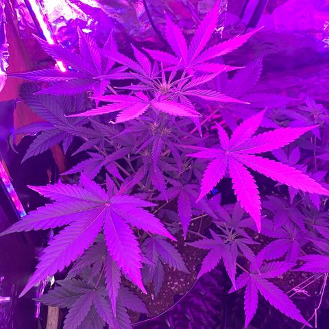 Pepsi pa Cockta growlog timeline photo