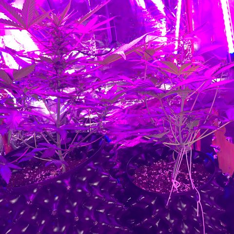 Pepsi pa Cockta growlog timeline photo