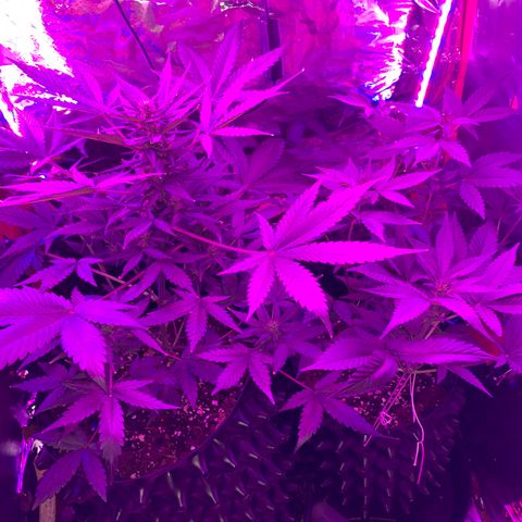 Pepsi pa Cockta growlog timeline photo