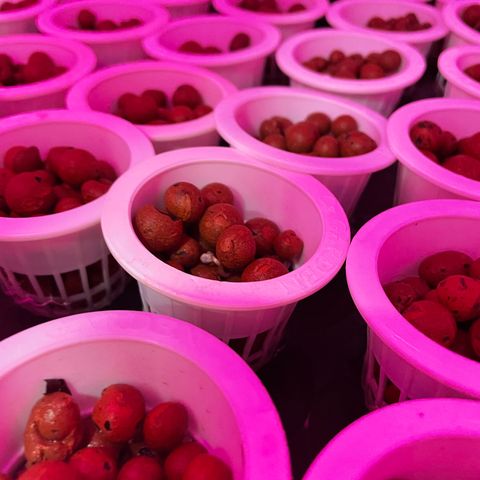 Cbg  growlog photo: Put into tent after popping temperature raise from 68 to 73 humidity raise from 63% to 75% no light until they come up late and pictures are from experimental hydroton plant below