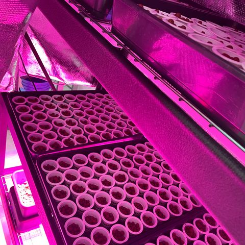 Cbg  growlog photo: Put into tent after popping temperature raise from 68 to 73 humidity raise from 63% to 75% no light until they come up late and pictures are from experimental hydroton plant below