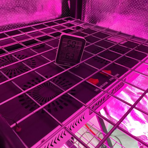 Cbg  growlog photo: Put into tent after popping temperature raise from 68 to 73 humidity raise from 63% to 75% no light until they come up late and pictures are from experimental hydroton plant below
