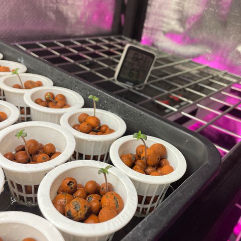 Cbg  growlog photo: Plants coming up lights switched on looking good misted from the top 