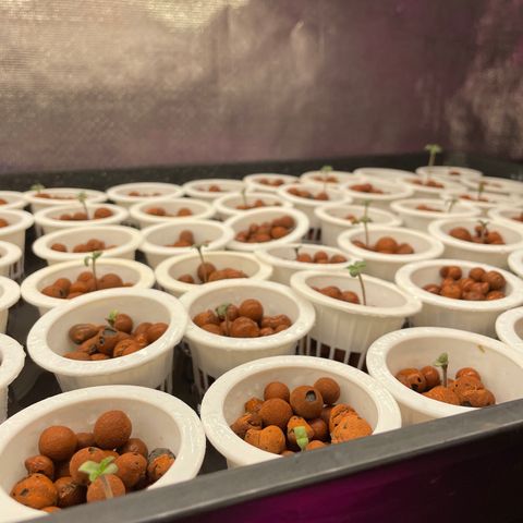 Cbg  growlog photo: Plants coming up lights switched on looking good misted from the top 