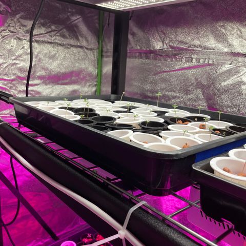 Cbg  growlog photo: Plants poping 