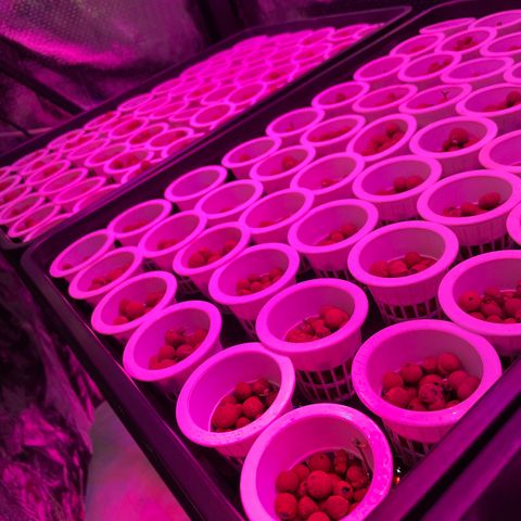 Cbg  growlog photo:  Plants still in the tent looking good starting to grow 
