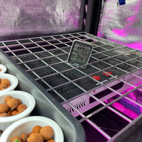 Cbg  growlog photo:  Plants still in the tent looking good starting to grow 