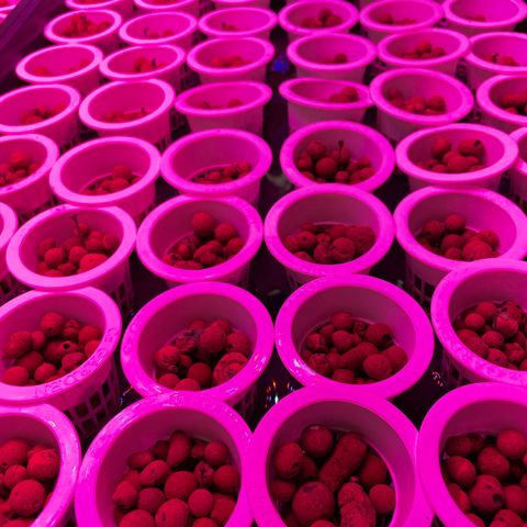 Cbg  growlog photo:  Plants still in the tent looking good starting to grow 