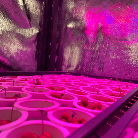 Cbg  growlog photo:  Starting to stack really no change plants look good 