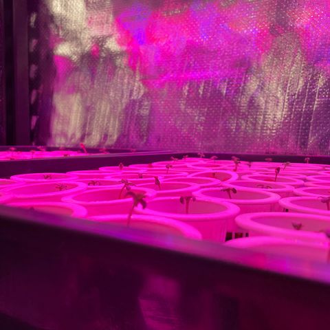 Cbg  growlog photo:  Starting to stack really no change plants look good 
