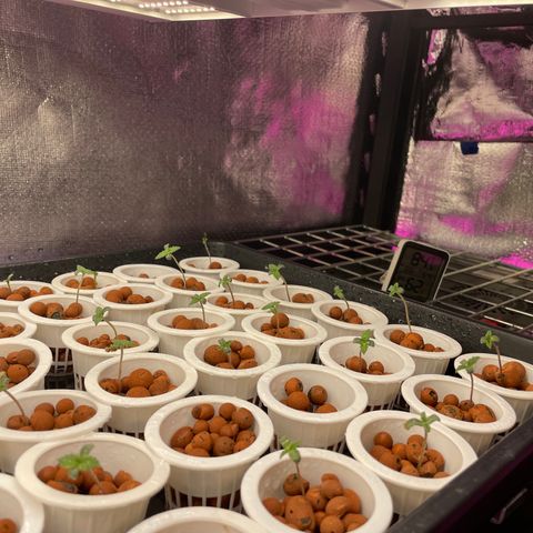 Cbg  growlog photo:  Starting to stack really no change plants look good 