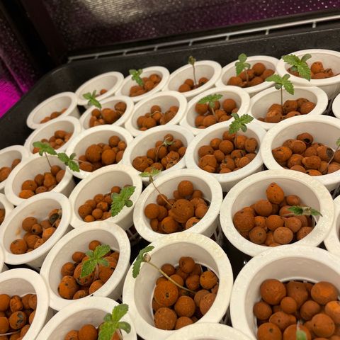 Cbg  growlog photo: Little yellow but overall not bad 