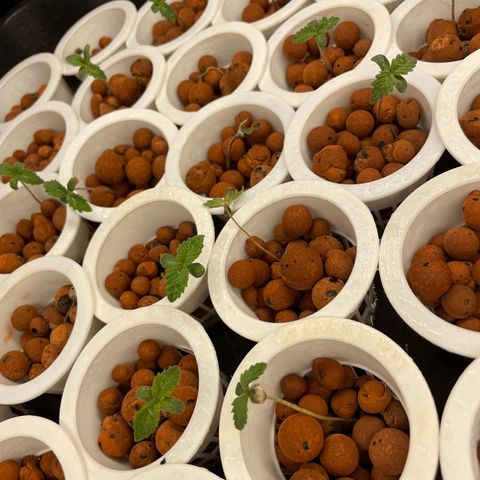 Cbg  growlog photo: Little yellow but overall not bad 