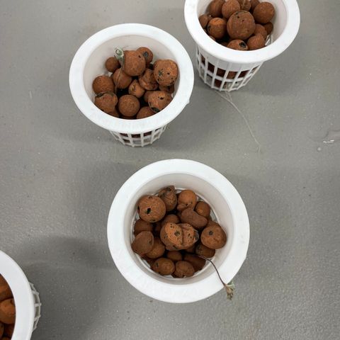 Cbg  growlog timeline photo