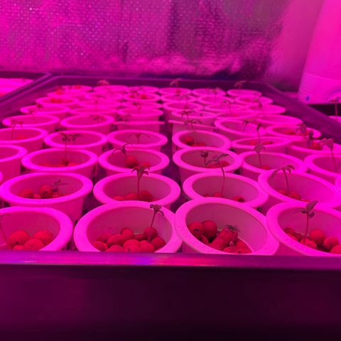 Cbg  growlog timeline photo