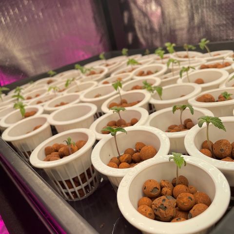 Cbg  growlog photo: Yellowing 