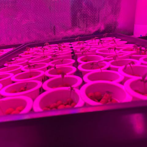 Cbg  growlog photo: Yellowing 