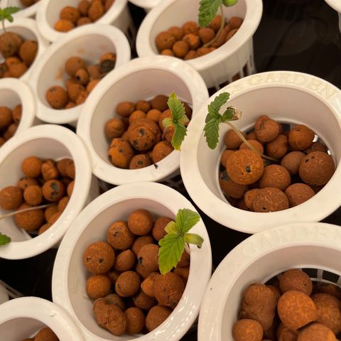 Cbg  growlog photo: Yellowing 
