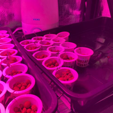 Cbg  growlog photo: Yellowing 