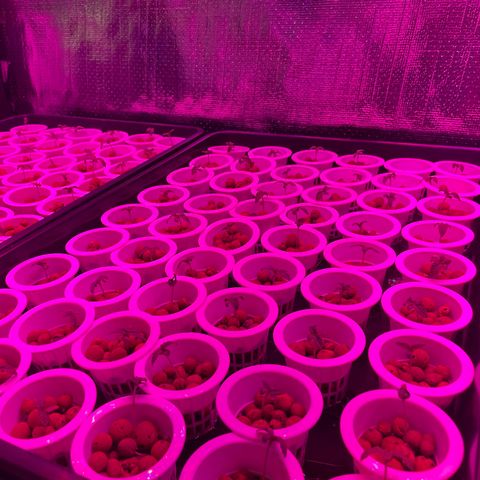 Cbg  growlog photo: Yellowing 