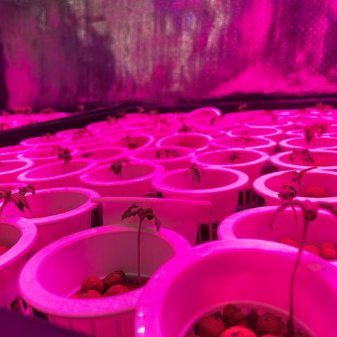 Cbg  growlog timeline photo