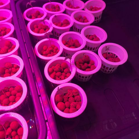 Cbg  growlog timeline photo