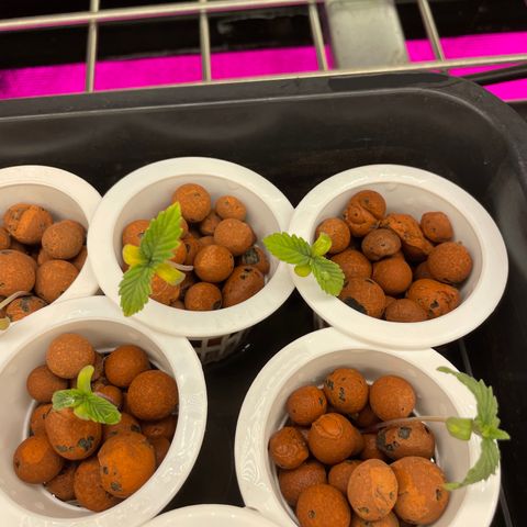 Cbg  growlog timeline photo