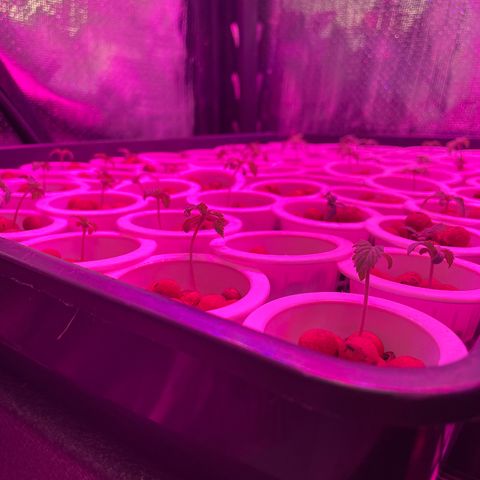Cbg  growlog timeline photo